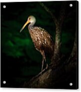 Dark Forest Limpkin Acrylic Print