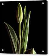Dark Tulip Acrylic Print