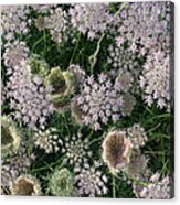 Daucus Carota Flowers Acrylic Print