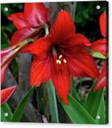 Day Lilies In Groups Acrylic Print