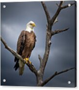 Day Of The Eagle Acrylic Print