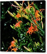 Daylilies 2 Acrylic Print