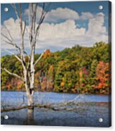 Dead Tree Stickup On Hall Lake Acrylic Print