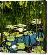 Deep In The Lily Pond Acrylic Print