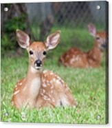 Deer Babies Acrylic Print