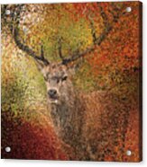 Deer In The Autumn Forest Acrylic Print