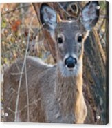 Deer In The Headlights Acrylic Print