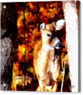 Deer In The Woods Acrylic Print