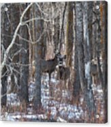 Deer In Winter Woods Acrylic Print