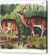 Deer. John Woodhouse Audubon Illustration Acrylic Print