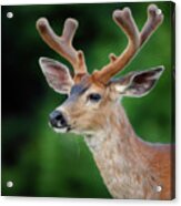 Deer Portrait Acrylic Print