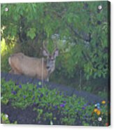Deer Right Here Acrylic Print