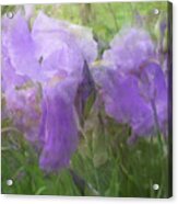 Delicate Beauty Of The Iris Garden Acrylic Print
