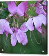 Delicate Lavender Blooms Acrylic Print