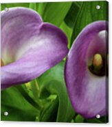 Delighful Callas Acrylic Print