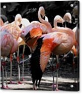 Denver Zoo Flamingo Acrylic Print