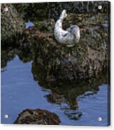 Depoe Bay Seal Acrylic Print