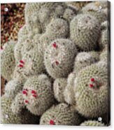 Desert Little Red Cactus By M By Mike-hope Acrylic Print