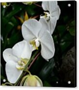 Dew Covered Orchids Acrylic Print