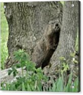 Did You Think I Was Part Of This Tree? Acrylic Print