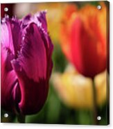 Different Color Tulips In The Keukenhof, Lisse Acrylic Print