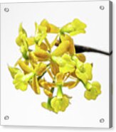 Dingy Flowered Star Orchid Acrylic Print