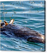 Dining Al Fresco - Sea Otter Acrylic Print