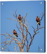 Dinnertime Acrylic Print