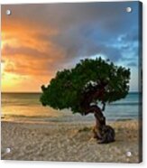 Divi Divi Tree At Sunset Acrylic Print