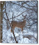 Doe Acrylic Print