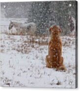 Dog And Horses In The Snow Acrylic Print