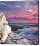 Dog At Sunset Acrylic Print