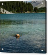 Dog In Elbow Lake, Alberta Acrylic Print