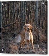 Dog In The Woods Acrylic Print