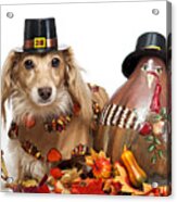 Dog Next To Painted Turkey Gourd Acrylic Print