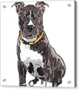 Dog Acrylic Print