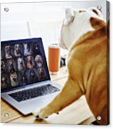 Dog Working At Home On A Web Chat Meeting Acrylic Print