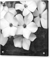 Dogwood In Black And White Acrylic Print