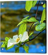 Dogwood On The Merced Acrylic Print