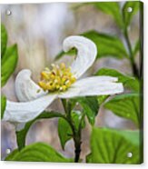 Dogwood Tree Bloom In The Croatan National Forest Acrylic Print