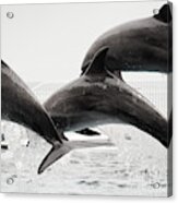 Dolphin Show Acrylic Print