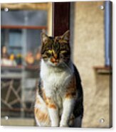 Domestic Stylish Kitten Sitting In The Corner. Plump Cat Watchs Some Move In Garden. Intelligent Cute Cat. Interesting Cat Face. Serious Felis Catus Acrylic Print