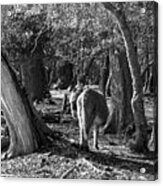 Donkeys In The New Forest Woods Near Fritham, Hampshire, Uk, In Acrylic Print