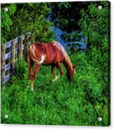 Don't Fence Me In... Acrylic Print