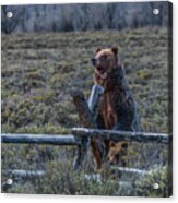 Don't Fence Me In Acrylic Print