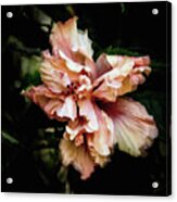 Double Bloom Hibiscus Acrylic Print