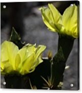 Double Cactus Flowers Acrylic Print