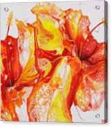 Double Red And Yellow Hibiscus Acrylic Print