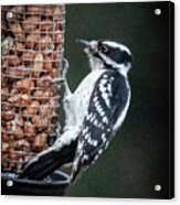 Downy Woodpecker 1 Acrylic Print