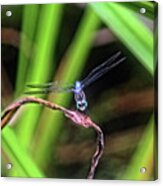 Dragonfly In Central Park #34 Acrylic Print